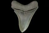 Serrated, Fossil Megalodon Tooth - Georgia #78908-2